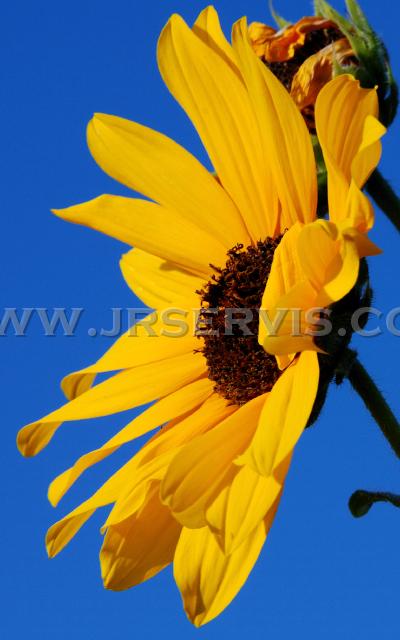 Blue Sunflower.jpg